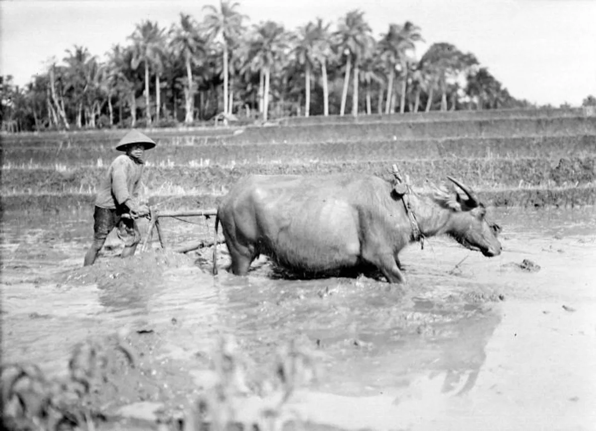 Potret petani di Jawa saat sedang membajak sawah pada masa kolonial Belanda. (Sumber: Tropenmuseum)