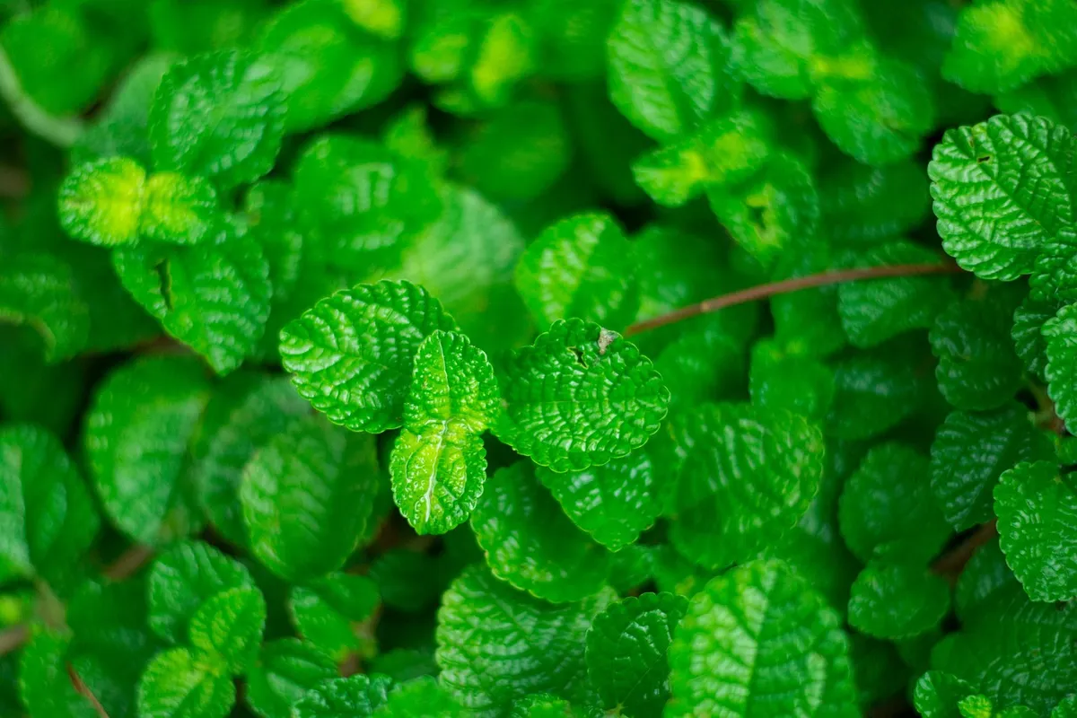 Ilustrasi Foto Mint (Foto: Pixabay)