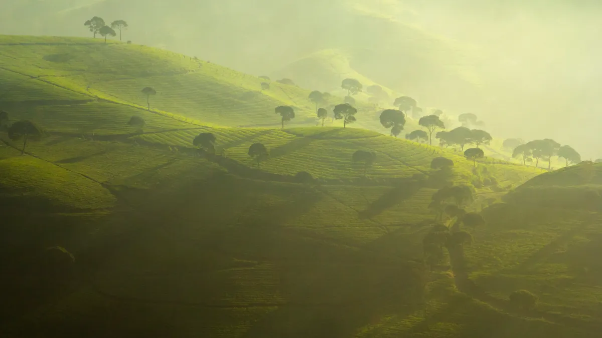 Perkebunan Teh Cukul, Pangalengan. (Sumber: Wikimedia)