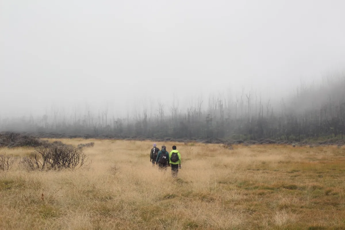 Kabut Savana Tegal Alun, Gunung Papandayan.