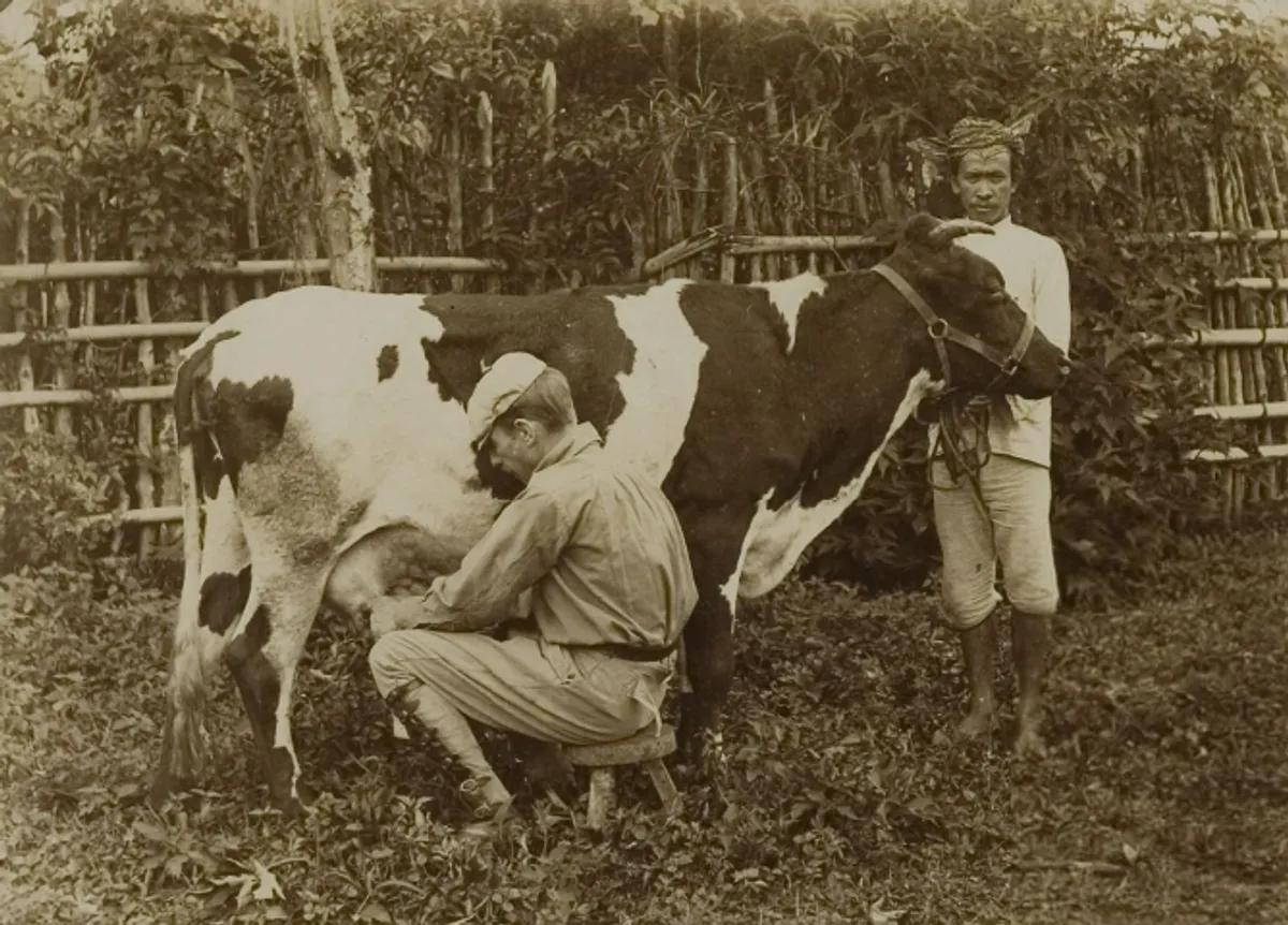 Peternak Belanda sedang memerah susu sapi di Lembang tahun 1910-an. (Sumber: Leiden University Libraries Digital Collections)