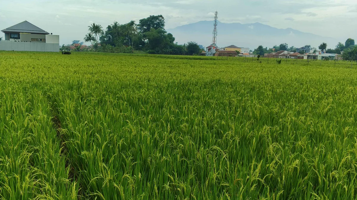 Area Persawahan Jalan Terusan Al-Fathu-Soreang (Sumber: Dokumentasi Penulis | Foto: Dias Ashari)