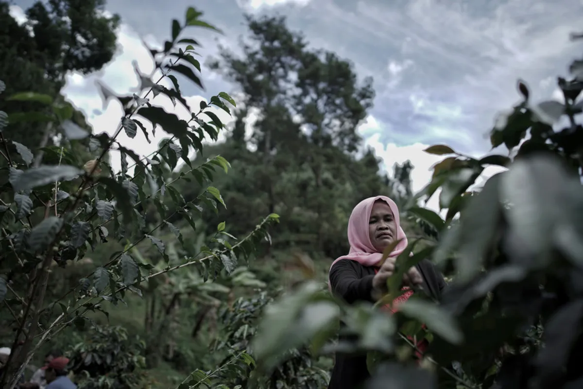 Kopi telah lama menjadi komoditas unggulan Jawa Barat. Dari lereng Gunung Papandayan hingga dataran tinggi Ciamis, ribuan petani menggantungkan hidup pada biji hitam ini. (Sumber: Ayobandung | Foto: Kavin Faza)