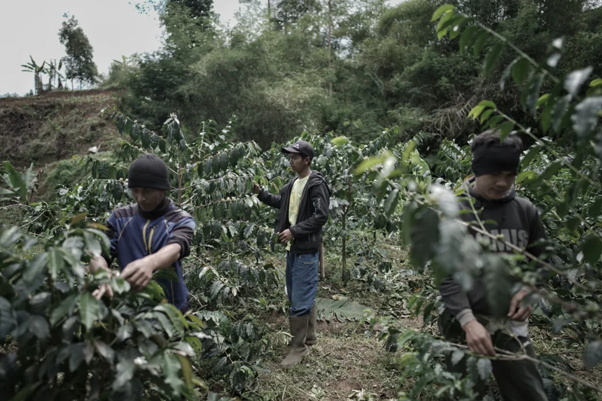 Kopi telah lama menjadi komoditas unggulan Jawa Barat. Dari lereng Gunung Papandayan hingga dataran tinggi Ciamis, ribuan petani menggantungkan hidup pada biji hitam ini. (Sumber: Ayobandung | Foto: Kavin Faza)