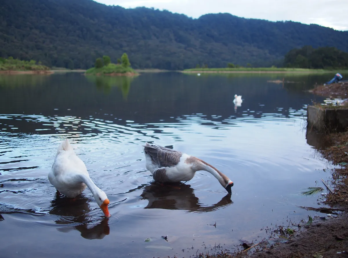 Situ Lembang. (Sumber: Wikimedia)