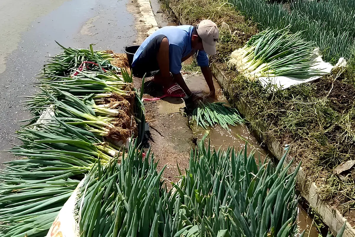 Desa Lebakmuncang dikenal sebagai salah satu simpul penting hortikultura Jawa Barat. Sayuran dari desa ini mengalir ke pasar-pasar besar di Sukabumi, Cipanas, hingga Lampung. (Sumber: Ayobandung.id | Foto: Eneng Reni Nuraisyah Jamil)