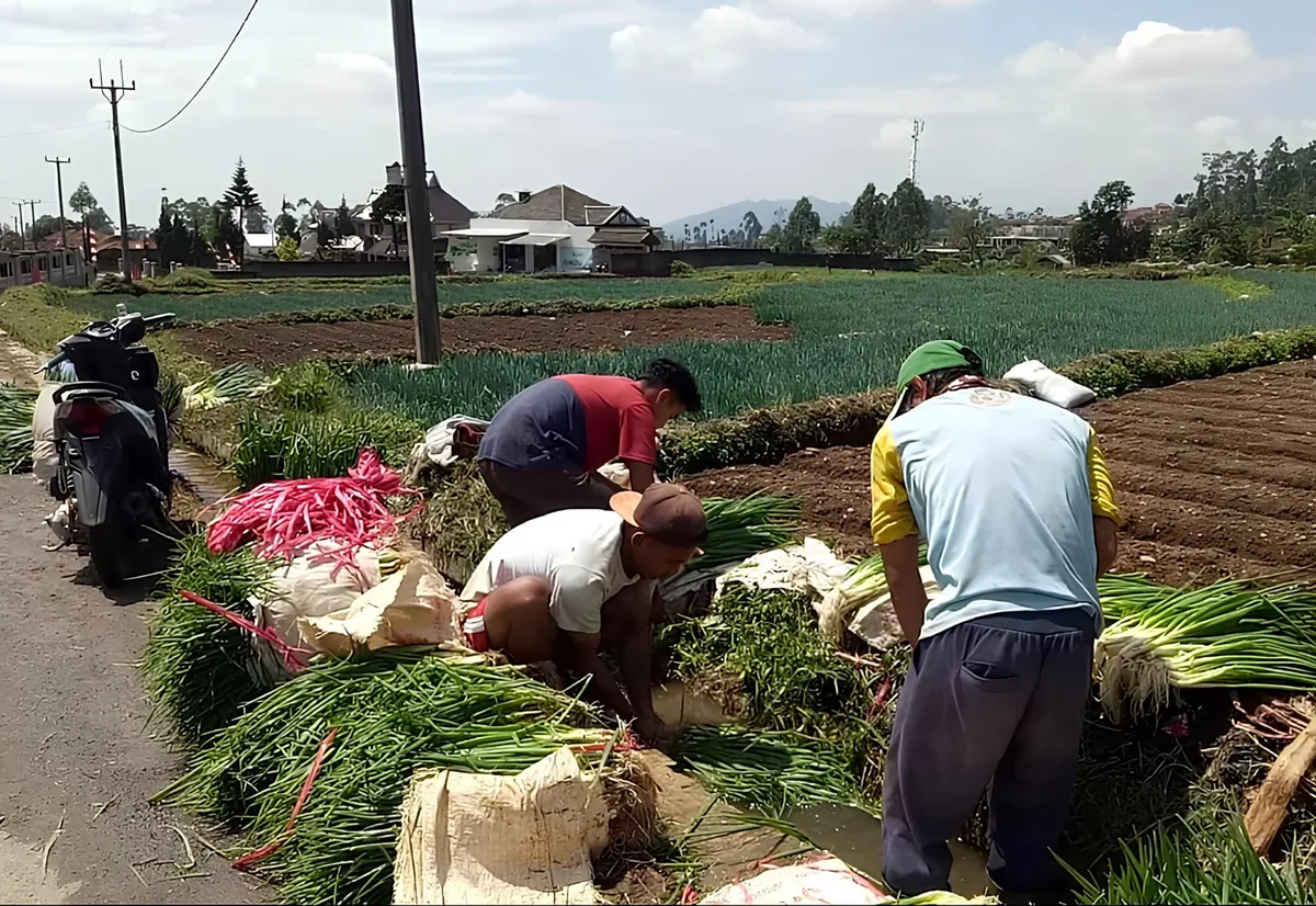 Desa Lebakmuncang dikenal sebagai salah satu simpul penting hortikultura Jawa Barat. Sayuran dari desa ini mengalir ke pasar-pasar besar di Sukabumi, Cipanas, hingga Lampung. (Sumber: Ayobandung.id | Foto: Eneng Reni Nuraisyah Jamil)