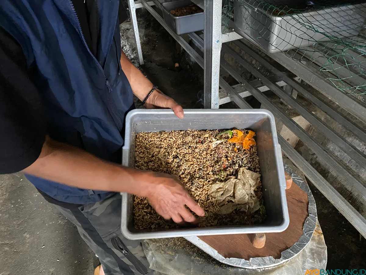 Budidaya maggot di RW 9 Lebakgede menjadi upaya warga mengolah sampah organik agar bermanfaat bagi lingkungan sekitar. (Sumber: ayobandung.id | Foto: Ikbal Tawakal)