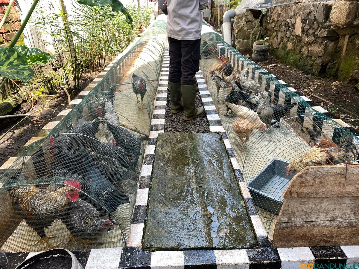 Kandang ayam di branghang RW 9, Kelurahan Lebakgede Kota Bandung. Telur dari ayam ini disumbangkan untuk program pengentasan stunting di kelurahan. (Sumber: ayobandung.id | Foto: Ikbal Tawakal)