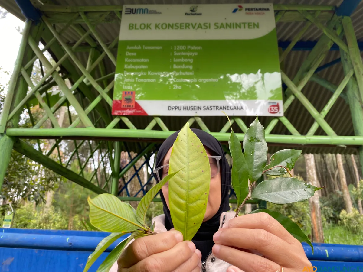 Daun saninten termasuk jenis daun tunggal yang tersusun spiral dengan posisi berseling. (Sumber: ayobandung.id | Foto: Restu Nugraha)