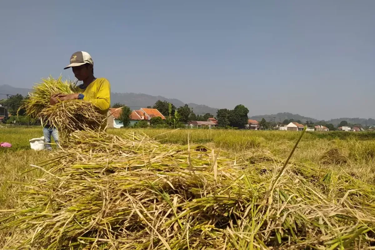 Ilustrasi kemarau di masa panen. (Sumber: Ayobandung.id | Foto: Restu Nugraha)
