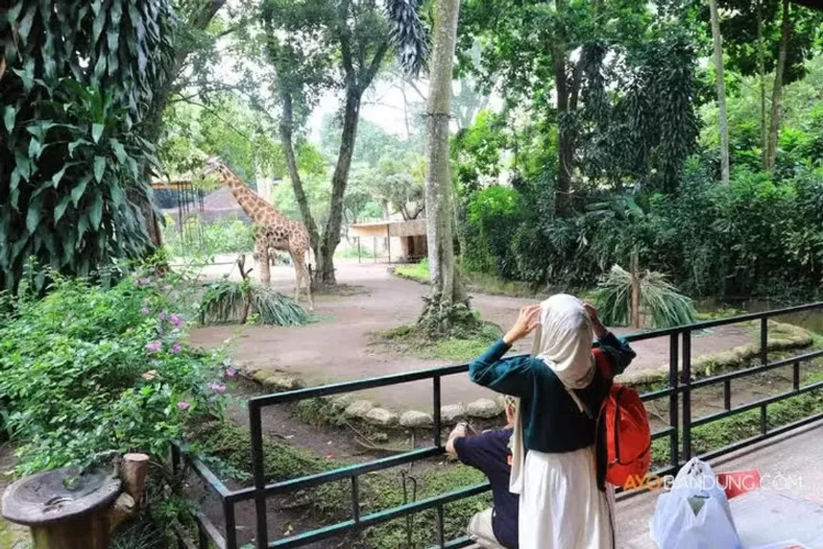 Sejumlah pengunjung melihat salah satu satwa di Kebun Binatang Bandung atau Bandung Zoo, Jalan Tamansari, Kota Bandung, Kamis 6 Februari 2025. (Sumber: ayobandung.com | Foto: Irfan Al-Faritsi)