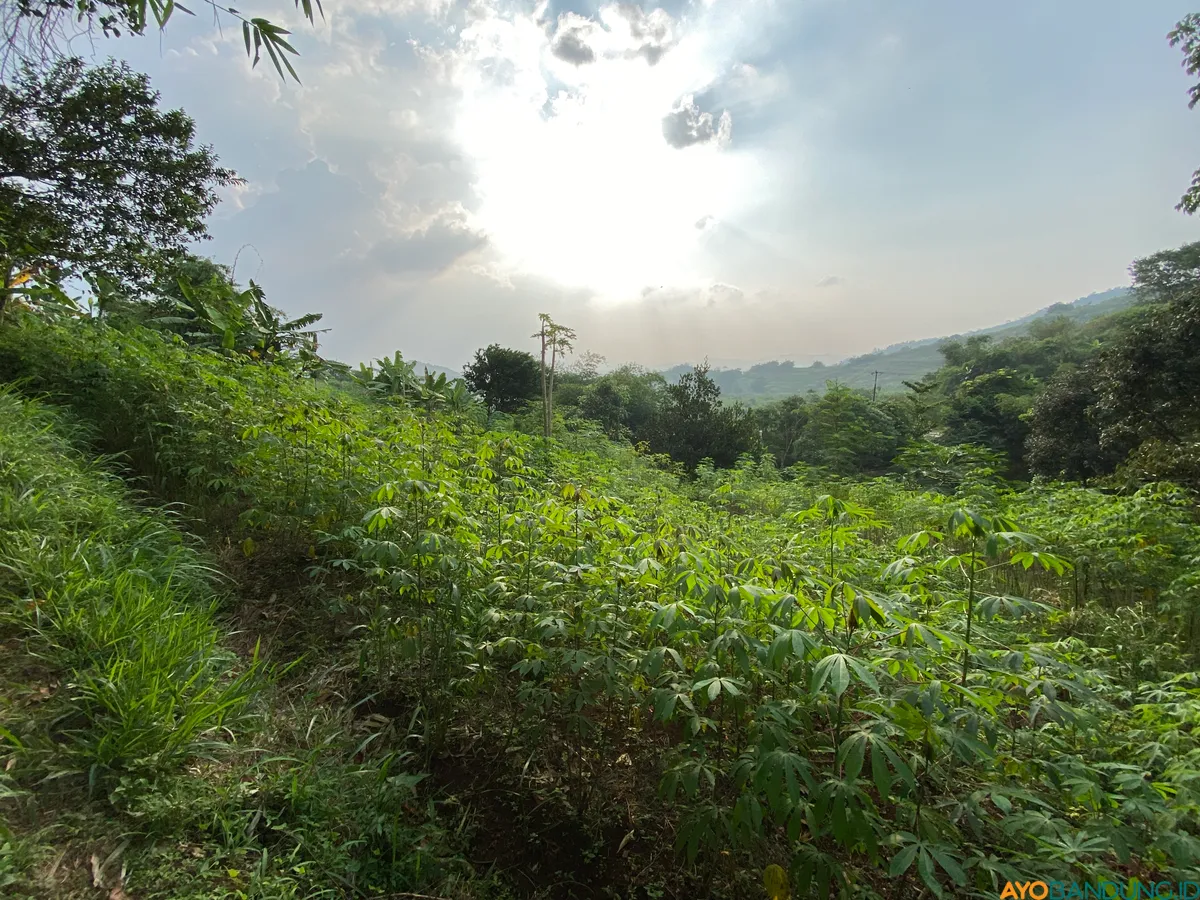 Pohon singkong tubuh subur di perkebunan di wilayah Kampung Adat Cireundeu, Kelurahan Lewigajah, Kecamatan Cimahi Selatan, Kota Cimahi, Senin, 22 September 2025. (Sumber: ayobandung.id | Foto: Ikbal Tawakal)