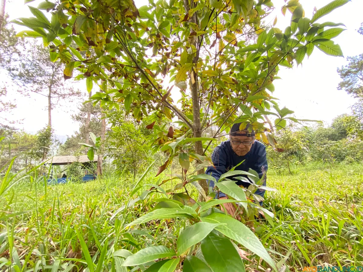 Deka membersihkan rumput dan beristirahat di saung. (Sumber: Ayobandung.id | Foto: Restu Nugraha)