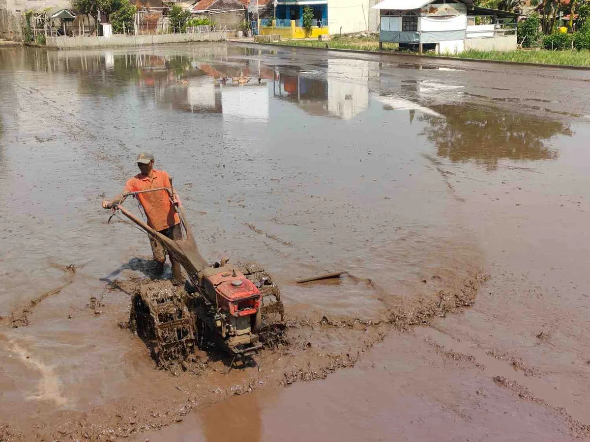Serunya petani sedang membajak sawah menggunakan traktor di Babakan Desa Pasir Biru Cibiru Bandung, Sabtu (8/8/2026). (Sumber: Istimewa | Foto: IBN GHIFARIE)