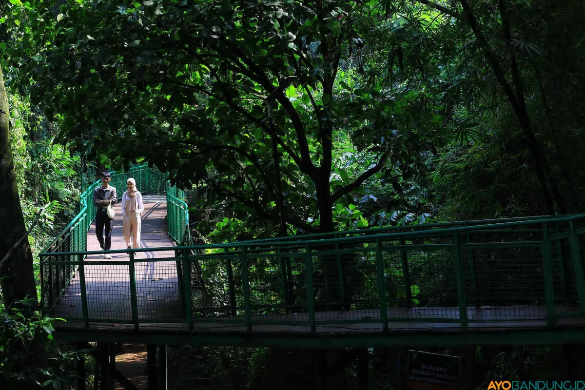 Pengunjung berjalan di Forest Walk Babakan Siliwangi, Kota Bandung, Selasa 16 Januari 2024. Taman kota ini menyuguhkan ketenangan serta kesejukan hutan di tengah-tengah jantung Kota Bandung. (Sumber: ayobandung.id | Foto: Irfan Al Faritsi)