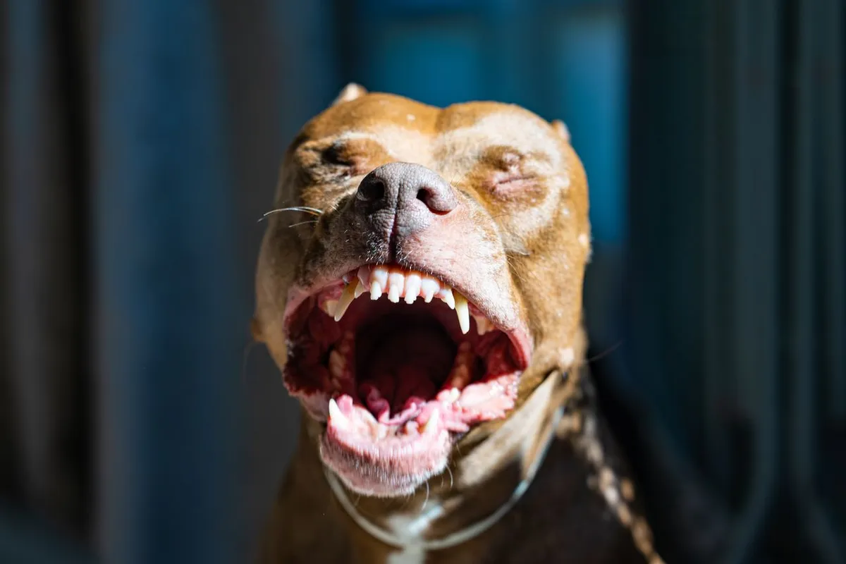 Anjing pitbull. (Sumber: Pexels | Foto: Carvalho Renato)
