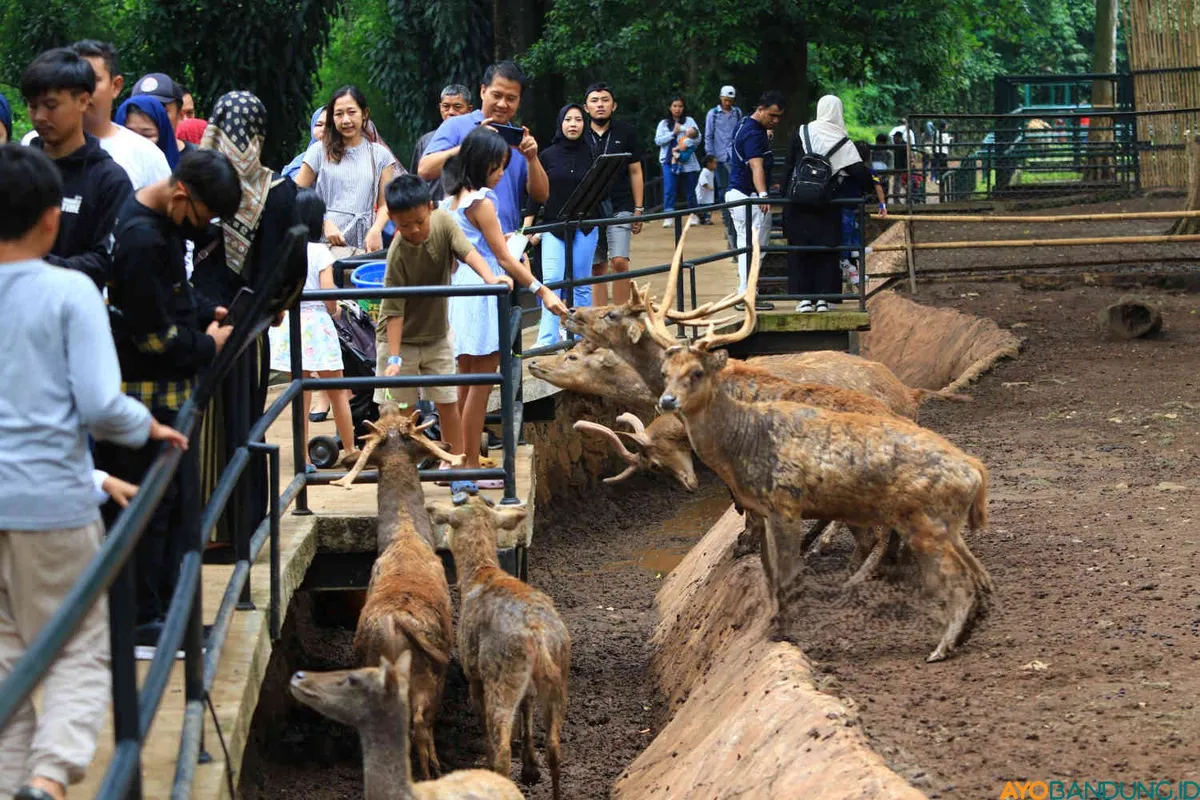 Pengunjung di Kebun Binatang Bandung memberi makan satwa. (Sumber: ayobandung.id | Foto: Irfan Al Faritsi)