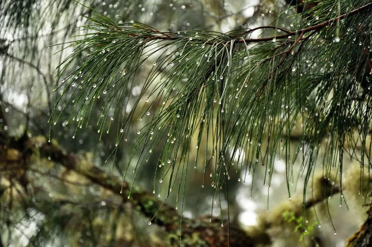 Butir-butir embun yang dijaring daun cemara gunung di lereng Gunung Rinjadi dari arah Aikberik. (Sumber: Dokumentasi Penulis | Foto: T Bachtiar)