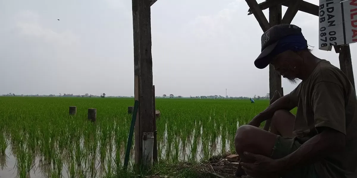 Tukang Ngabedug Ditengah Himpitan Ekonomi dan Makin Berkurangnya Sawah Bandung. (Sumber: Ayobandung.com | Foto: Mildan Abdalloh)