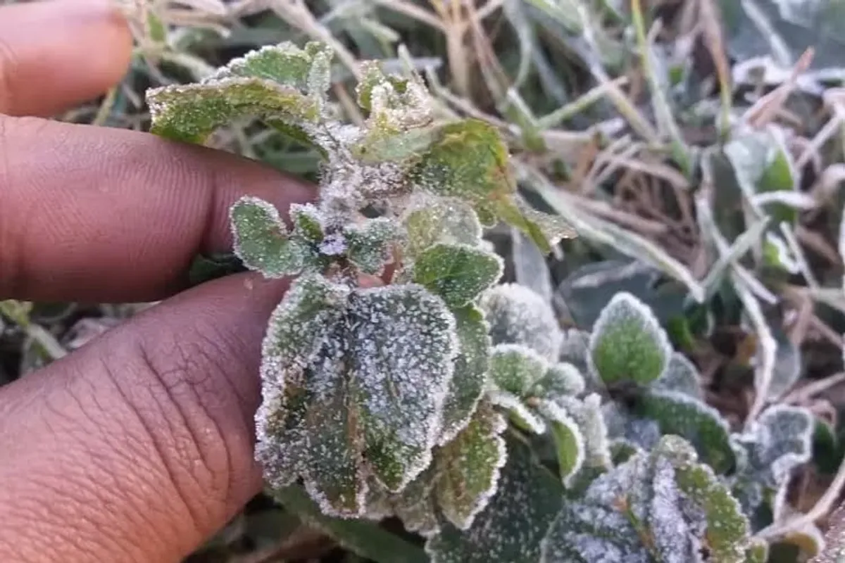 Daun teh membeku di Kertasari saat cuaca dingin menyergap Bandung 2019 silam. (Sumber: Ayobandung | Foto: Mildan Abdalloh)