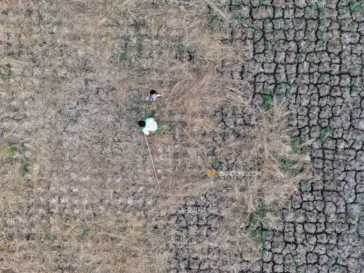 Sawah yang mengering akibat kemarau di Padalarang, Kabupaten Bandung Barat, Kamis, 30 Juli 2026. (Sumber: Ayobandung.com | Foto: Irfan Al-Faritsi)