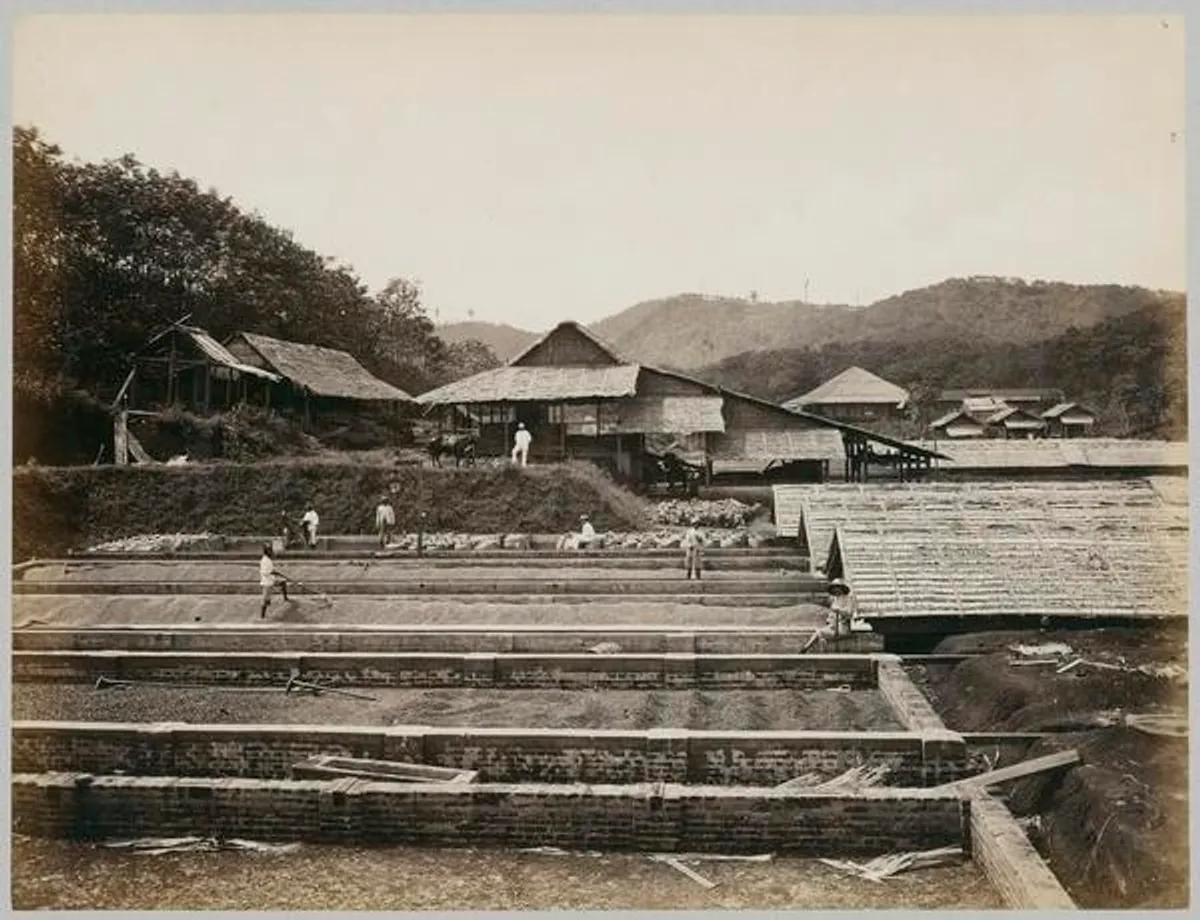 Salah satu perkebunan kopi di Jawa (Sumber: KITLV)