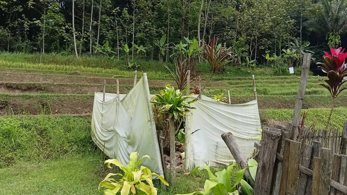 Lanskap situs mata air asin Desa Ciuyah di tengah persawahan warga Sumedang. Area mata air dipagari kain putih dan bambu sebagai bentuk preservasi budaya setempat. (Sumber: Dokumentasi Pribadi | Foto: Fatia Siti Biladi)