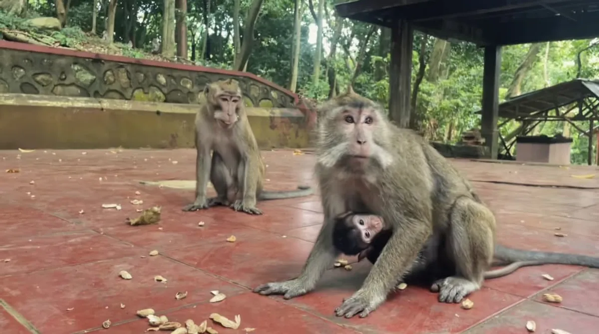 Monyet ekor panjang yang hidup di kawasan Plangon (Sumber: Dokumentasi Pribadi, 2025)