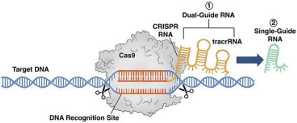 Sistem CRISPR-Cas9. (Sumber: Frontiers)