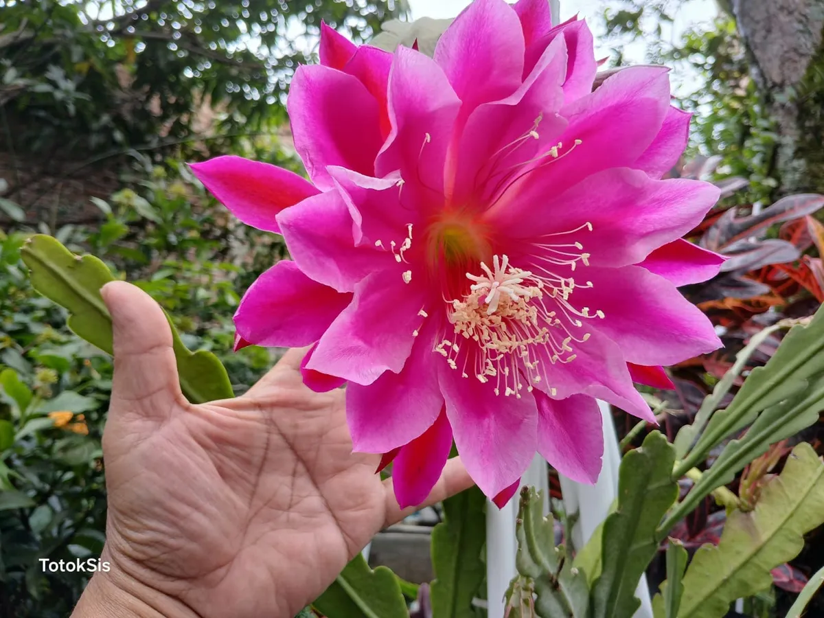 Bercengkerama dengan kembang Wijaya Kusuma hibrid dengan ID California Dream pada acara Satu Suro (Sumber: dokpri | Foto: Totok Siswantara)