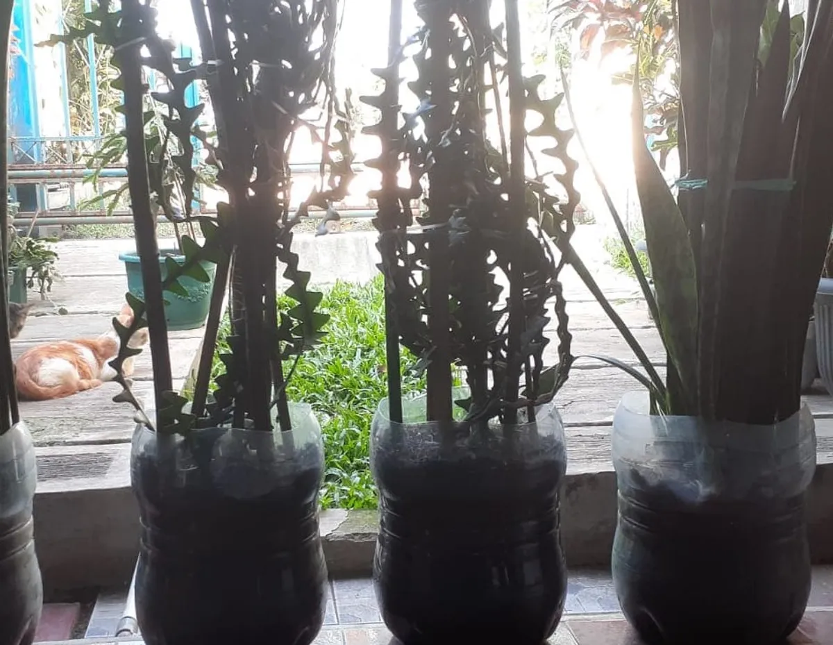 Wijaya Kusuma jenis Keris yang dipercaya bisa menjadi tolak bahaya dan bisa berperan sebagai pembersih udara (Sumber: dokpri | Foto: Totok Siswantara)