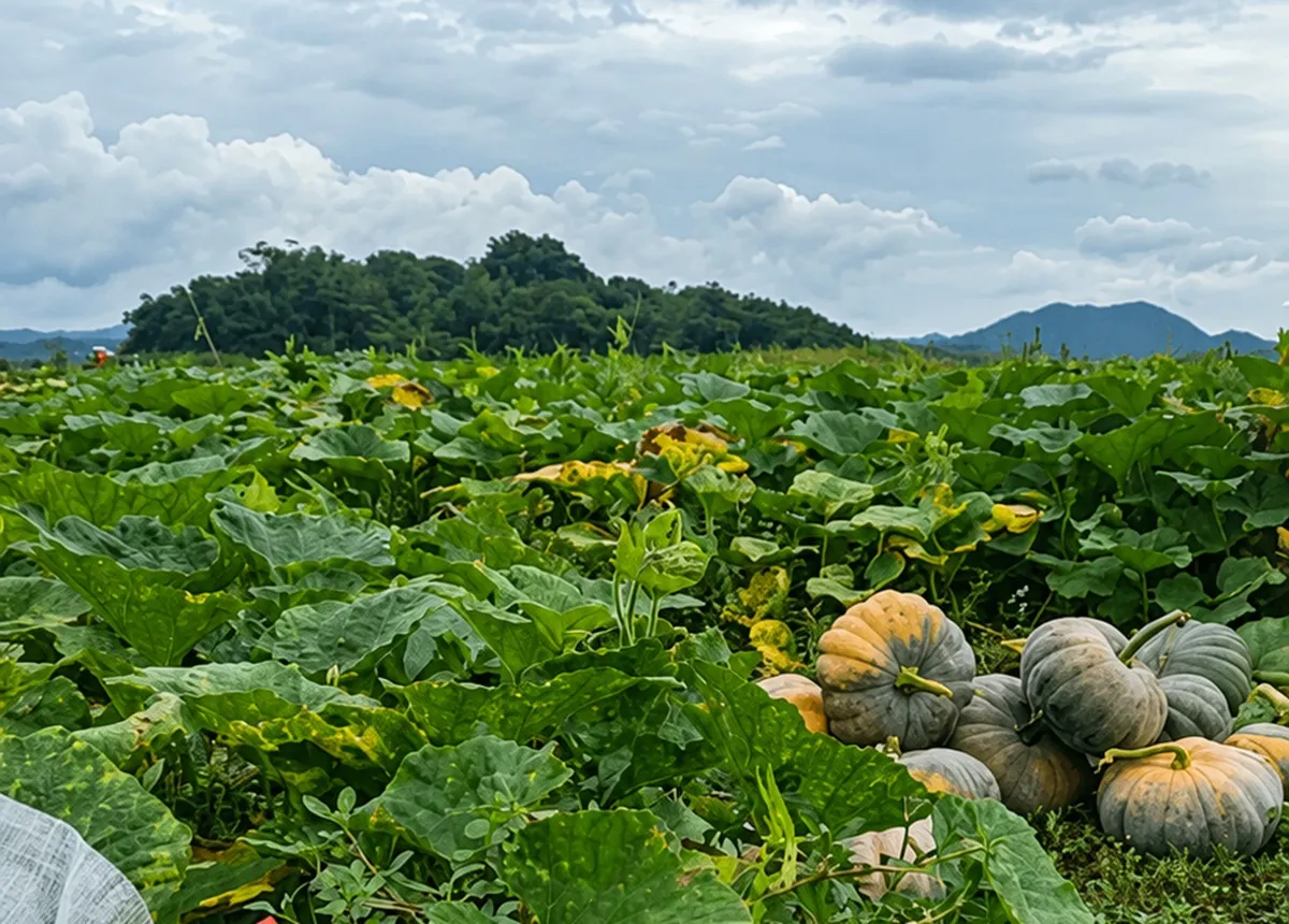 Waluh besar hasil pertanian waduk surut di Desa Cisurat, Kecamatan Wado, Kabupaten Sumedang, (11/6/2026). (Sumber: Ayobandung.id | Foto: Aris Abdulsalam)