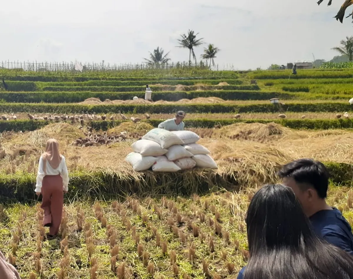 Ilustrasi generasi muda yang sedang mengamati kegaiatan pasca panen di pedesaan kabupaten Garut (Sumber: dokpri | Foto: Totok Siswantara)
