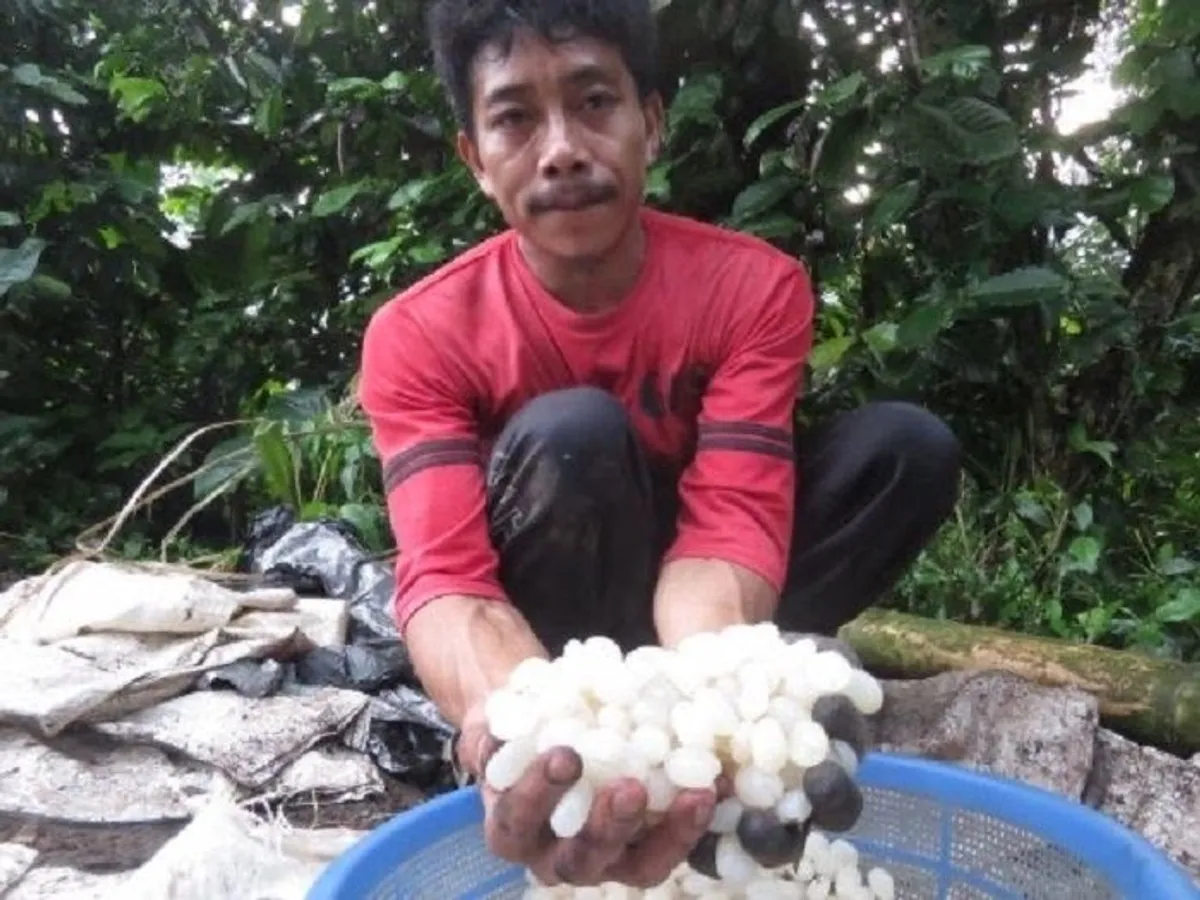 Harga kolang-kaling naik drastis pada Ramadhan 2022 dan membuat perajin bisa meraup untung bersih ratusan ribu rupiah per hari. (Sumber: Ayobandung.com | Foto: Restu Nugraha)