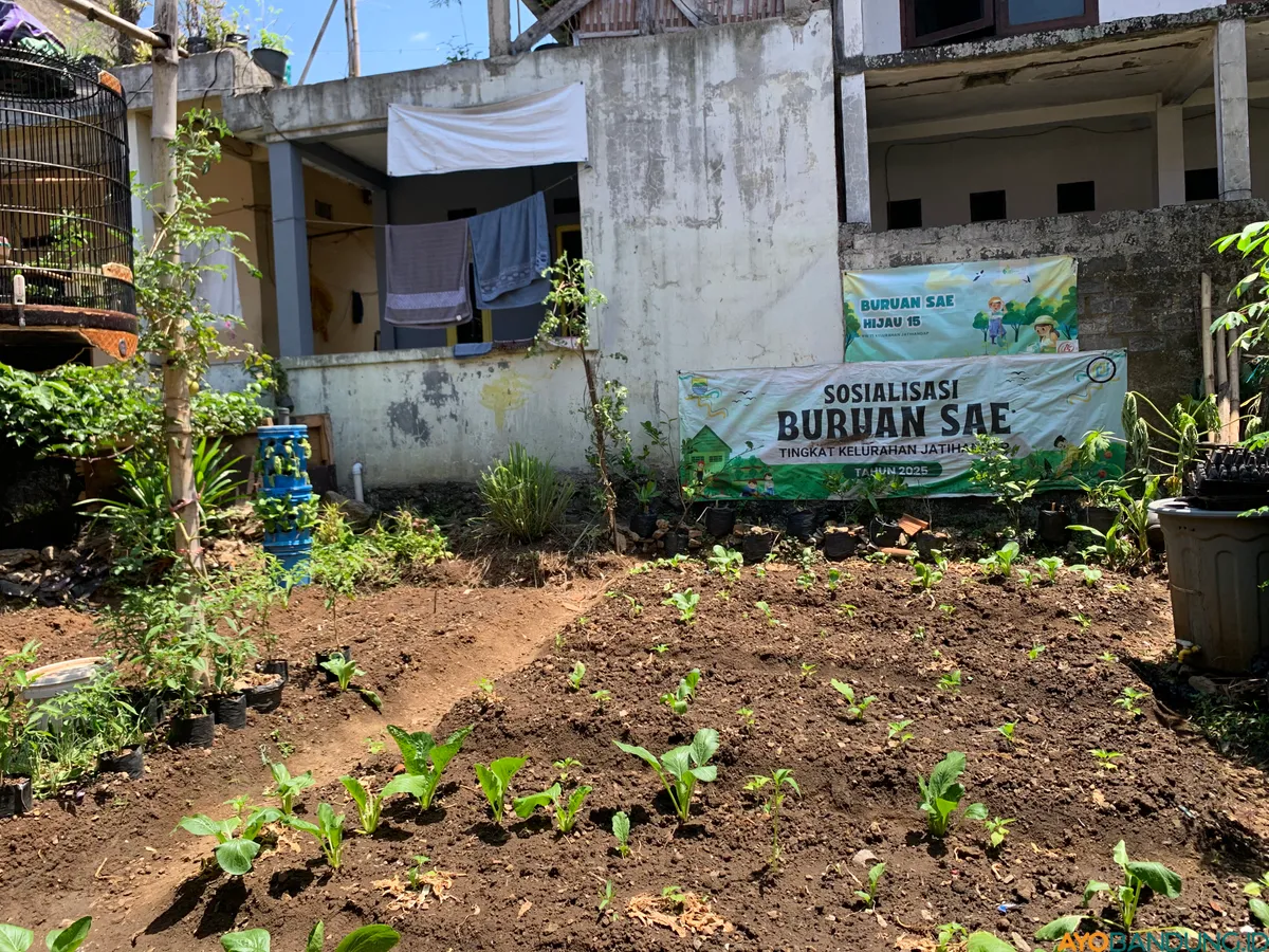 Area Buruan SAE di RW 15 Jatihandap dimanfaatkan warga untuk menanam berbagai sayuran sebagai bagian dari program ketahanan pangan berbasis lingkungan. (Sumber: ayobandung.id | Foto: Ilham Maulana)