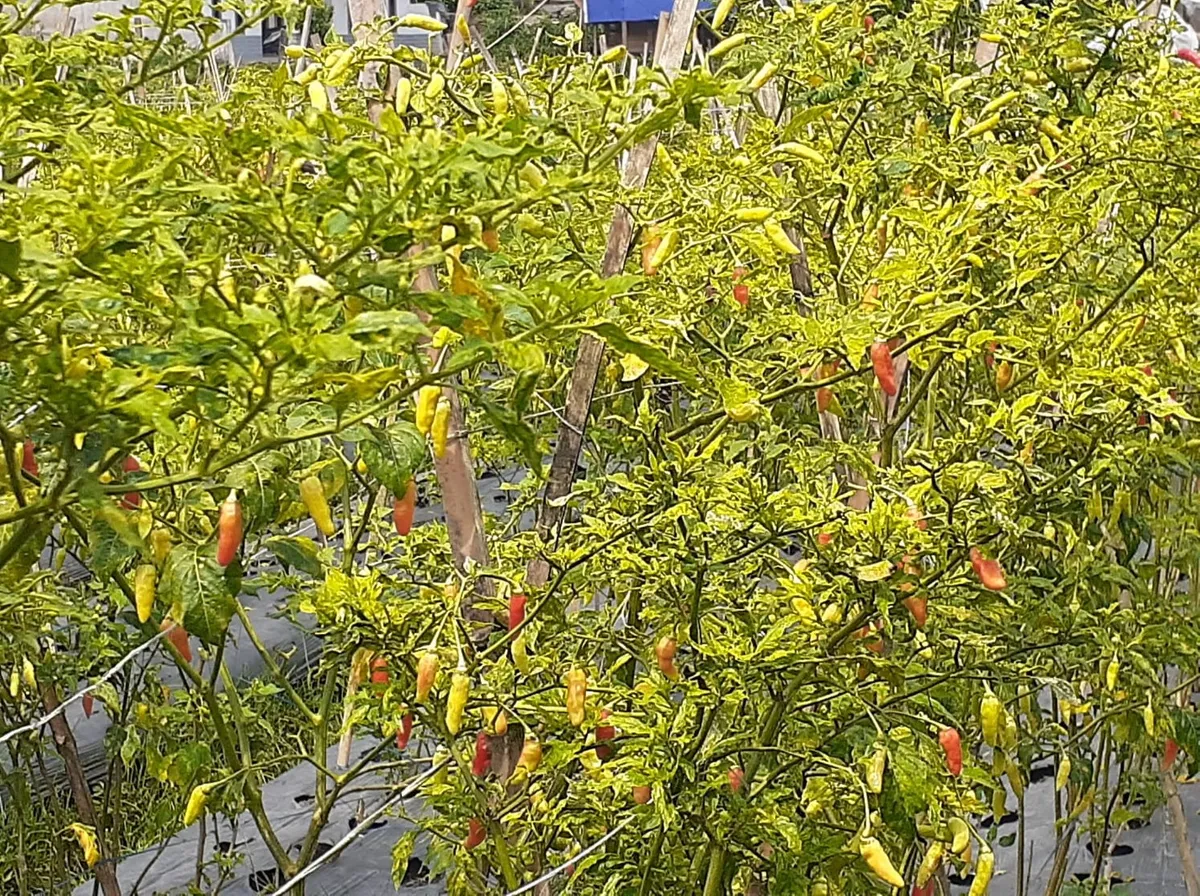 Ilustrasi tanaman cabai, komoditas pertanian yang harganya sering kali melonjak (Sumber: dokpri | Foto: Sri Maryati)