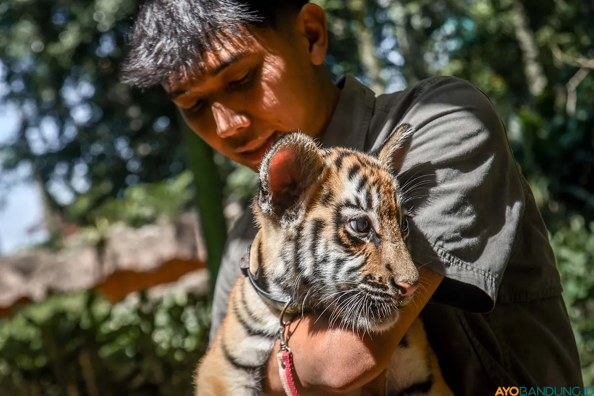 Hara yang lahir 12 Juli 2025, dijemur perawatnya di Kebun Binatang Bandung, Senin 22 September 2025. (Sumber: ayobandung.id | Foto: Kavin Faza)