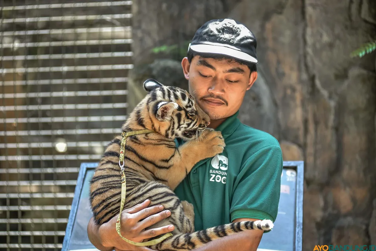 Perawat menjemur Huru, anak Harimau Benggala (Panthera tigris tigris) yang lahir di Kebun Binatang Bandung, saat usianya masih 78 hari. Foto diambil pada Senin 22 September 2025. (Sumber: ayobandung.id | Foto: Kavin Faza)