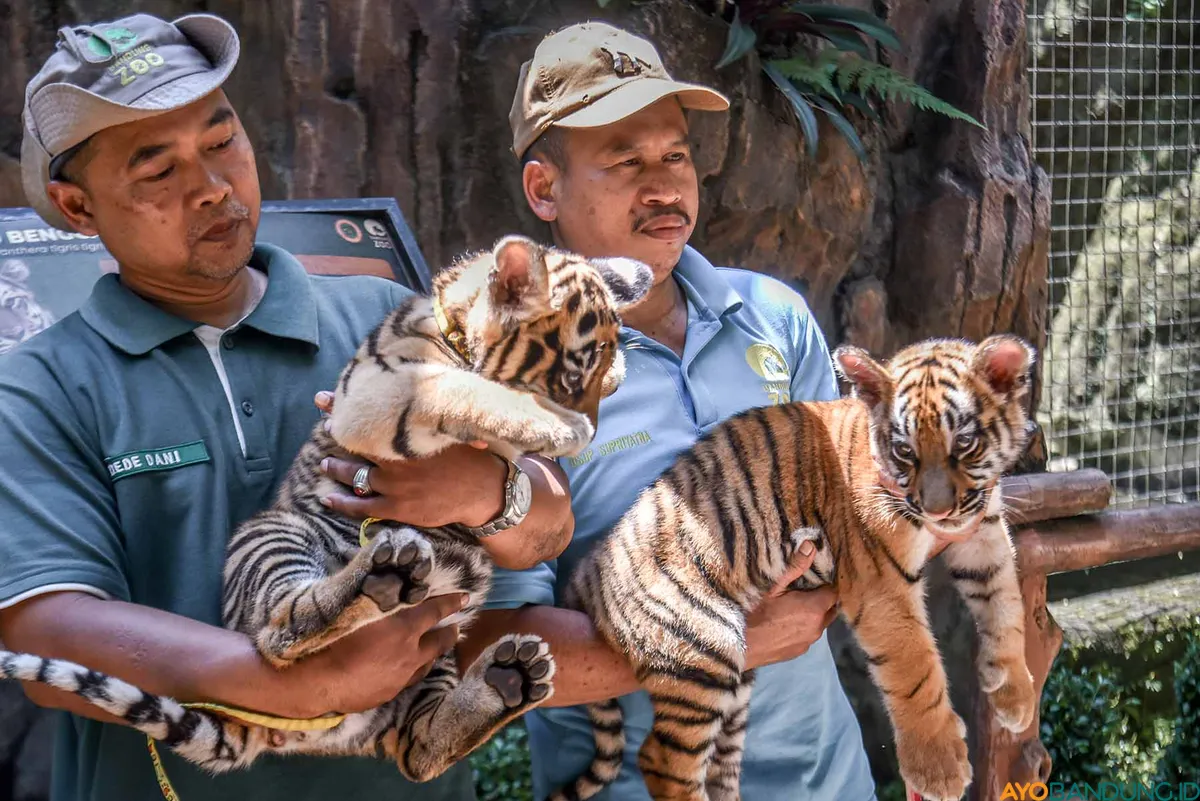 Huru dan Hara, hasil pasangan Jelita dan Shah Rukh Khan, dijemur di Kebun Binatang Bandung, Senin 22 September 2025. Kini kedua Harimau Benggala tersebut sudah mati. (Sumber: ayobandung.id | Foto: Kavin Faza)