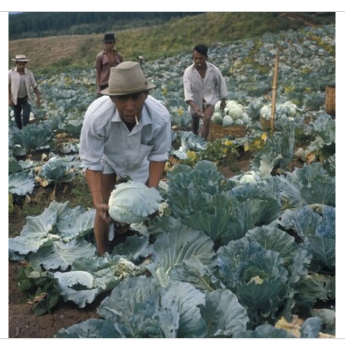 Kawasan pertanian di Cibogo tahun 1972. (Sumber: wereldculturn.nl)
