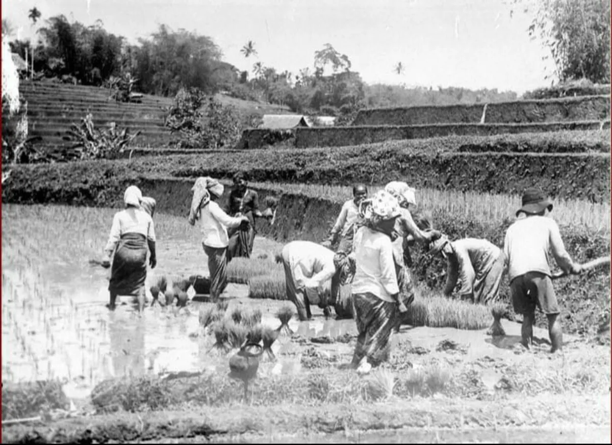 Sawah-sawah di kawasan Cikole, Lembang, pada tahun 1950-an, kini sawah tidak ditemukan kembali di Lembang. (Sumber: KITLV)