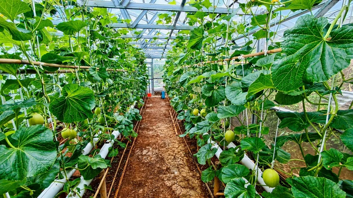 Budidaya melon premium di Desa Margamukti, Sumedang Utara. (Sumber: Ayobandung.id | Foto: Aris Abdulsalam)