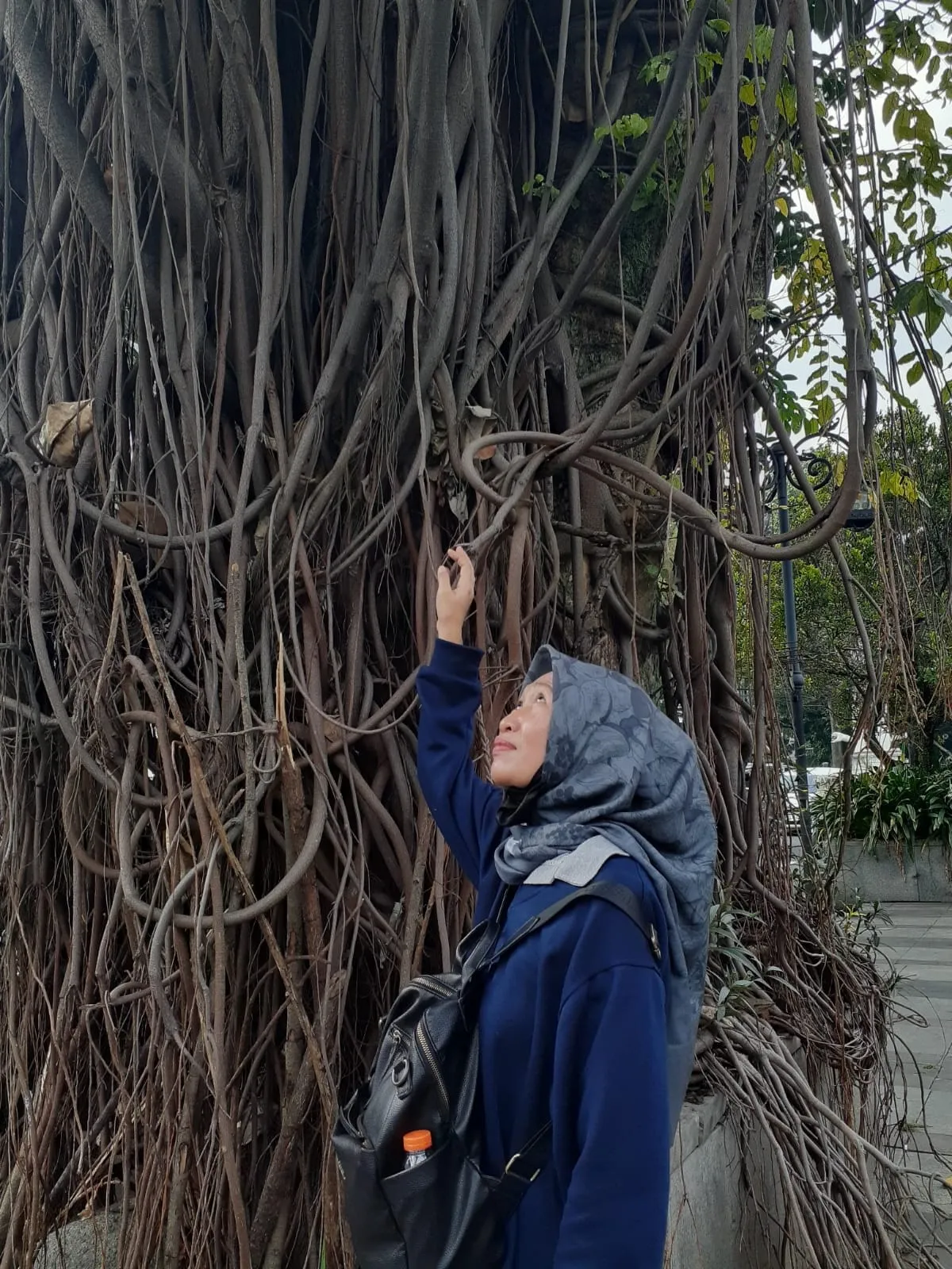 Pohon tua di sebelah barat Gedung BI Bandung (Sumber: dokpri | Foto: Sri Maryati)