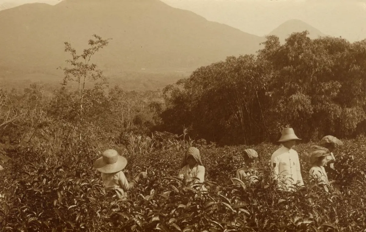 Aktivitas pemetikan teh di Jawa Barat pada kurun 1920–1940. Perkebunan teh di Jawa Barat saat itu melahirkan identitas rasa baru bagi masyarakat Sunda. (Sumber: KITLV)