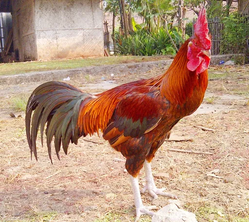 Rahadeni Ratih kusumawardhani 