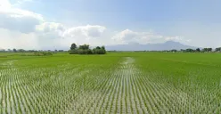 Persawahan di Kecamatan Bojongsoang, Kabupaten Bandung. (Sumber: Google map)