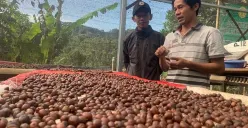 Petani Kopi Liberika di Bandung Barat. (Foto: Dok. Ayobandung.com)