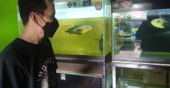 Ikan gabus hias. (Foto: Dok. Ayobandung.com)