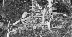 Pertempuran Perlintasan Ciater atau Tjiaterstelling berlangsung dari 5 - 7 Maret 1942 antara pasukan Sekutu terutama Belanda melawan tentara Jepang. (Sumber: Wikimedia)